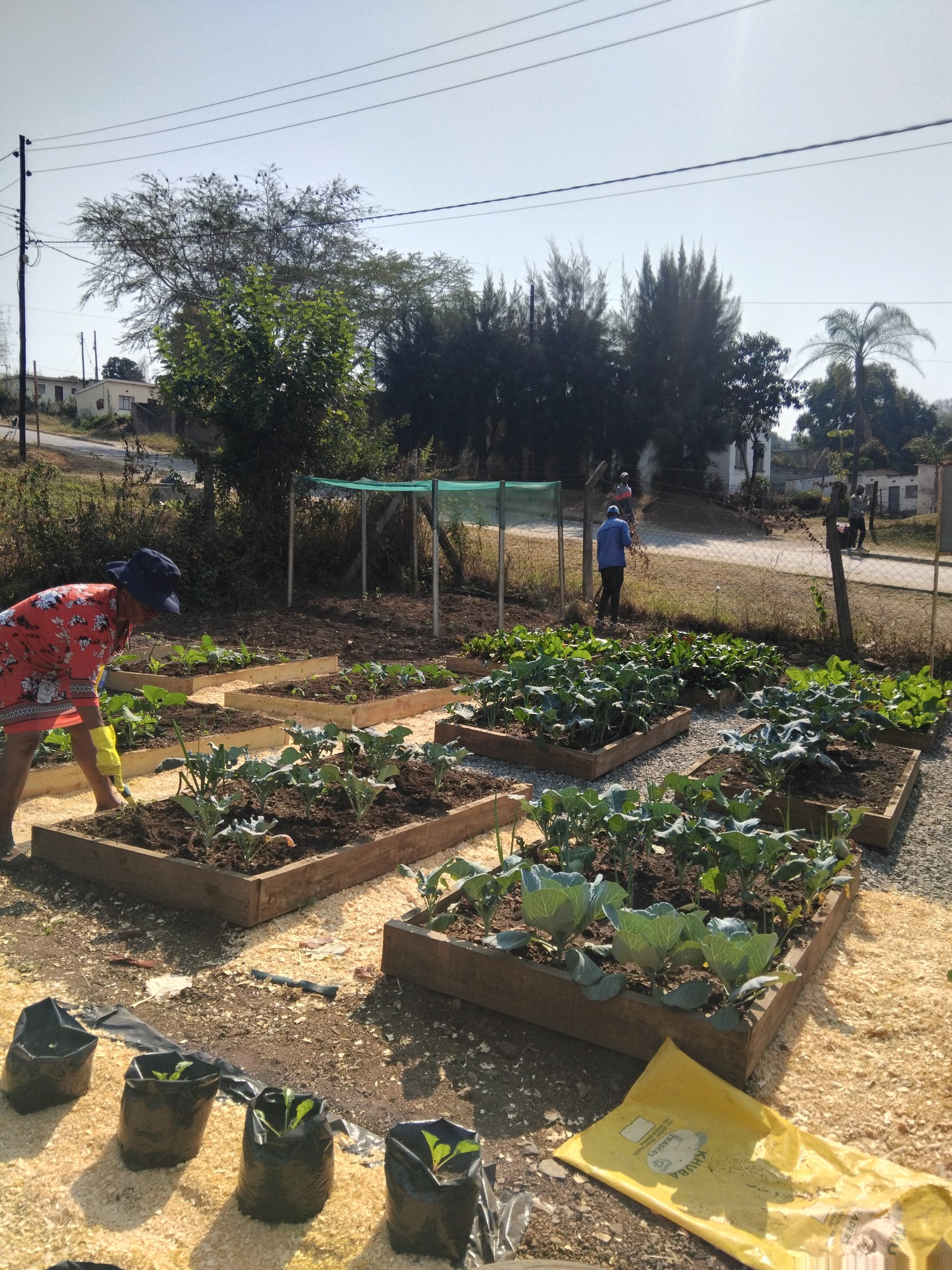 Crops under green shade netting with drip irrigation