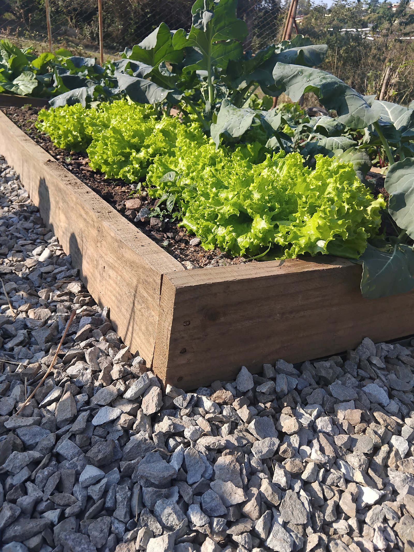 Community Garden Learning